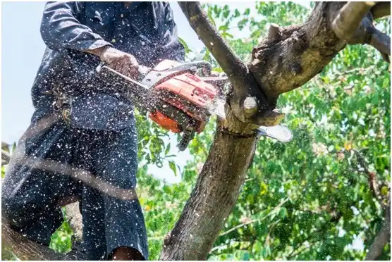 tree services Marion Center